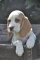Afb_20120810_Pepper (8)